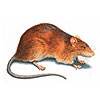 s_norway_rat