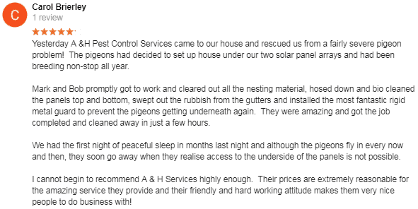 bird netting banstead banstead pigeon control