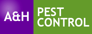 Fleas Camberley mice infestation camberley