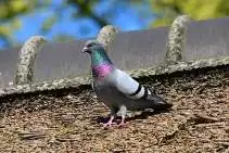 Harlington Pigeon Control Services Pigeon Control in Harlington