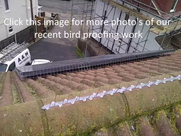 Bird Proofing Aylesford Pigeon Control Aylesford