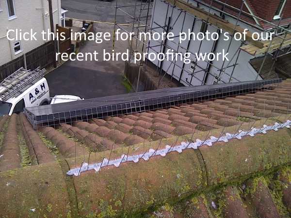 Pigeon Control Plashet