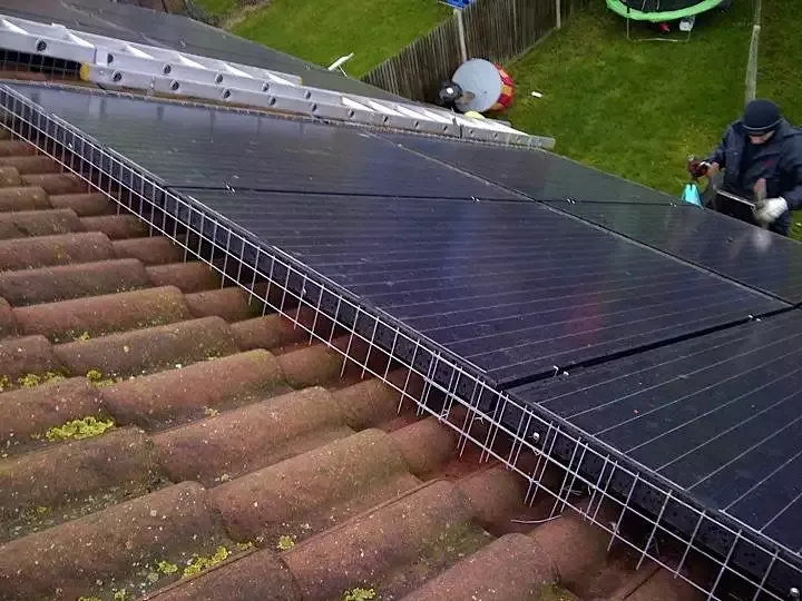 bird control service