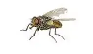 Common House Fly