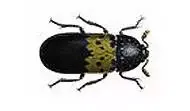 larder beetle