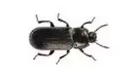 Mealworm Beetle