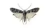 Mediterranean Flour Moth