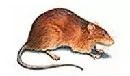 Brown Rat