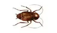 Oriental Cockroach
