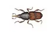 Rice Weevil