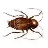 Cockroaches