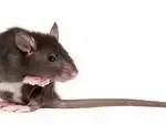 small_mouse