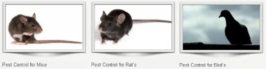 Pest Control St Helier