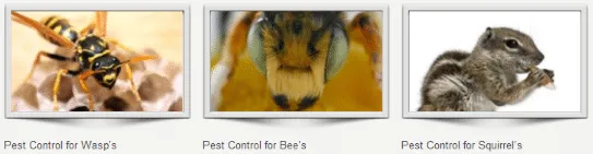 Pest control companies St Helier
