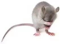 rat pest control london