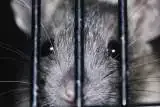 london rat removal